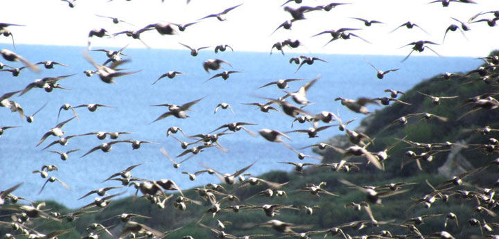 pescaturismomenorca.com excursiones en barco Albufera des Grau Menorca